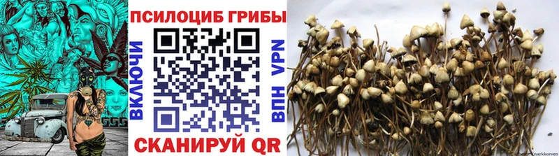 дарк нет как зайти Ахтубинск Псилоцибиновые грибы Cubensis